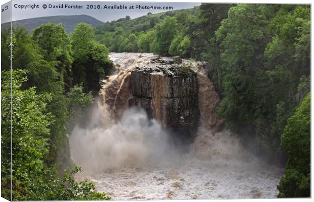 High Force Waterfall in Flood Upper Teesdale  Canvas Print by David Forster