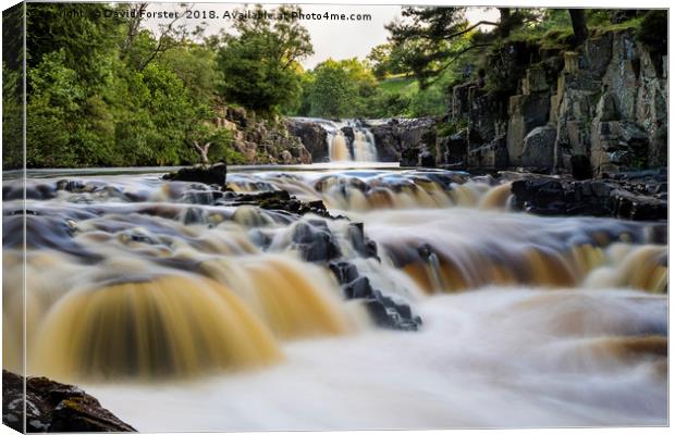The River Tees at Low Force, Upper Teesdale. Canvas Print by David Forster