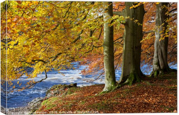Autumn Beech Trees,  Teesdale County Durham UK Canvas Print by David Forster