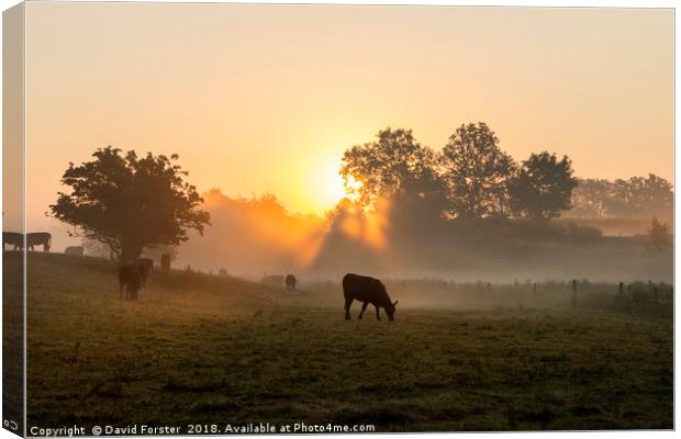 Misty Meadow Sunrise Canvas Print by David Forster