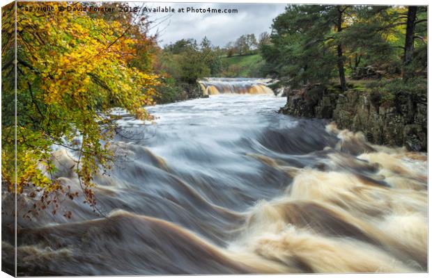 Low Force Autumn Flood Canvas Print by David Forster