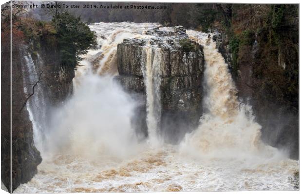 High Force in Flood  Canvas Print by David Forster
