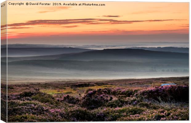 Misty Moorland Dawn  Canvas Print by David Forster