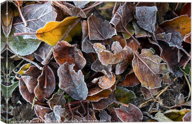 Frost Coated Leaves, UK Canvas Print by David Forster