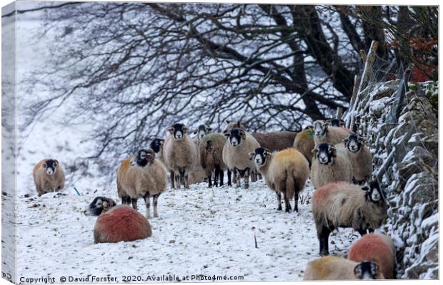 Sheep in Winter, Upper Teesdale, County Durham, UK Canvas Print by David Forster