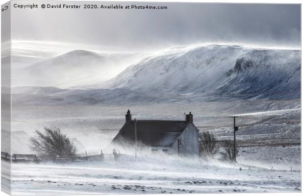 Wild Winter Storm, Upper Teesdale, County Durham,  Canvas Print by David Forster
