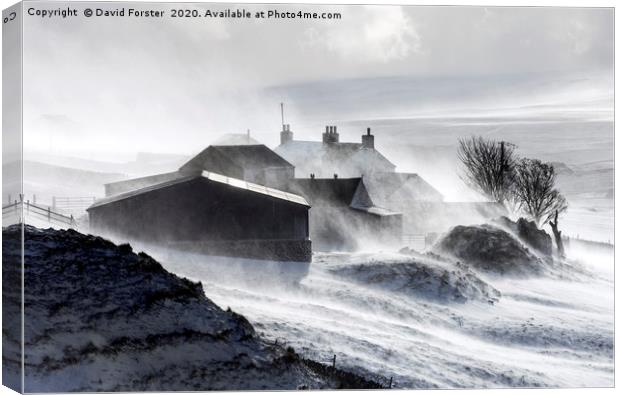North Pennine Farmstead Blizzard, Upper Teesdale,  Canvas Print by David Forster
