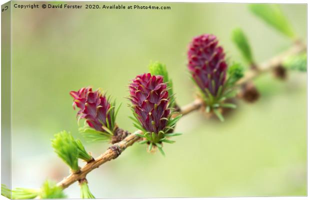 The Female Flowers of the European Larch Tree Lari Canvas Print by David Forster