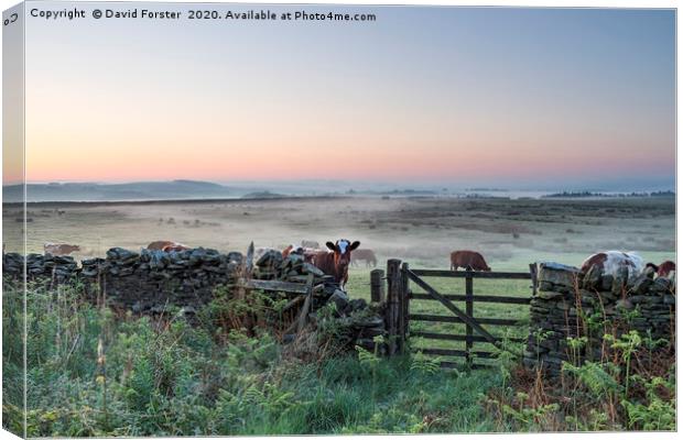 Misty Dawn, Teesdale, County Durham, UK Canvas Print by David Forster