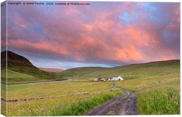 North Pennine Dawn, Teesdale, County Durham Canvas Print by David Forster