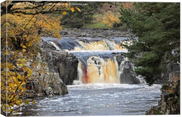 Autumn Colours and Low Force, Teesdale, County Durham, UK Canvas Print by David Forster