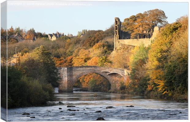 The River Tees, Barnard Castle in Autumn, Teesdale, County Durham, UK Canvas Print by David Forster