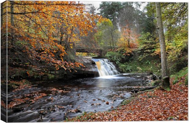 Blackling Hole Waterfall in Autumn, Hamsterley Forest, County Durham Canvas Print by David Forster