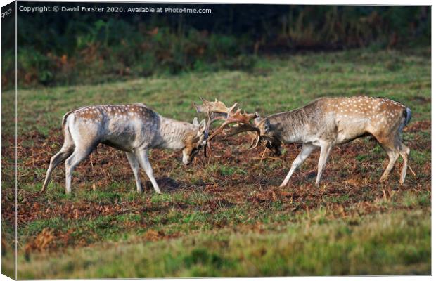 Fallow Deer Stags Dama Dama Fighting During the Ru Canvas Print by David Forster