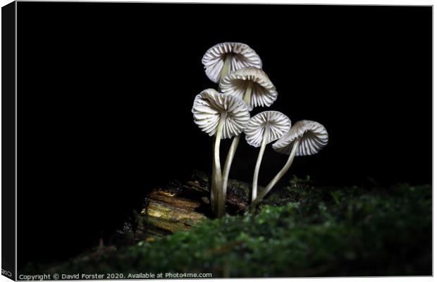 Delicate Fungi, North Pennine Pine Woodland, Teesdale, UK Canvas Print by David Forster