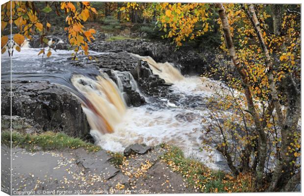 The River Tees Flowing Over Low Force in Autumn Viewed from the Pennine Way, Bowlees, Teesdale, County Durham, UK Canvas Print by David Forster
