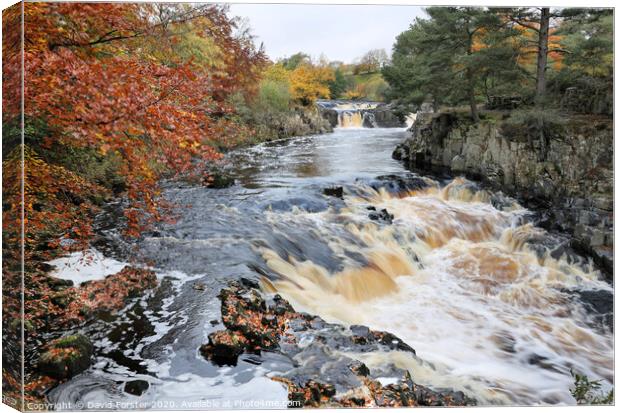 Low Force from the Pennine Way, Bowlees, Teesdale, County Durham, UK Canvas Print by David Forster
