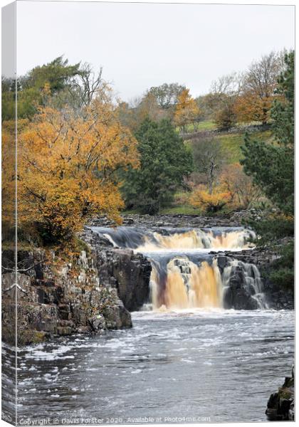 The River Tees Flowing Over Low Force in Autumn, Bowlees, Teesdale, County Durham, UK Canvas Print by David Forster