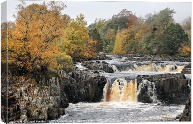 Autumn Colours at Low Force, Upper Teesdale, County Durham, UK Canvas Print by David Forster