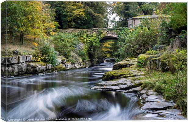 The Dairy Bridge and the River Greta in Autumn, Barnard Castle, County Durham.   Canvas Print by David Forster