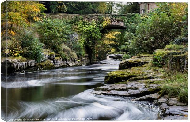 The Dairy Bridge and the River Greta in Autumn, Barnard Castle, County Durham.   Canvas Print by David Forster