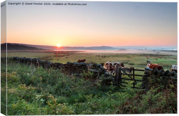 Cows at Sunrise Teesdale, County Durham, UK Canvas Print by David Forster
