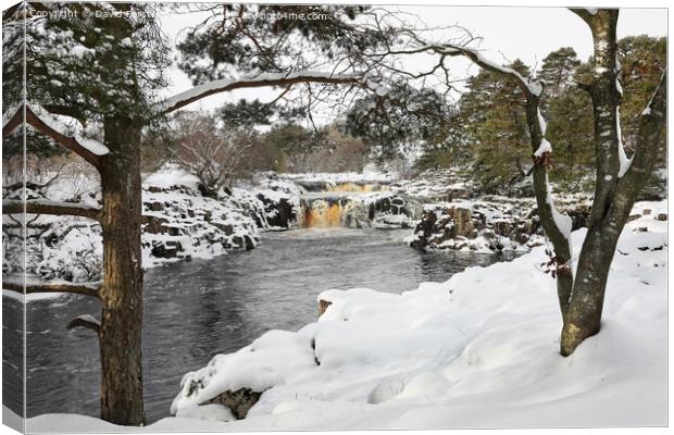 Low Force in Winter, Bowlees, Teesdale County Durham, UK Canvas Print by David Forster