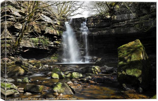 Summerhill Force and Gibson’s Cave in Spring Sunshine, Teesdale Canvas Print by David Forster