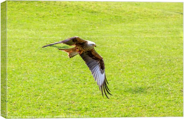 Red Kite Canvas Print by Richard Long