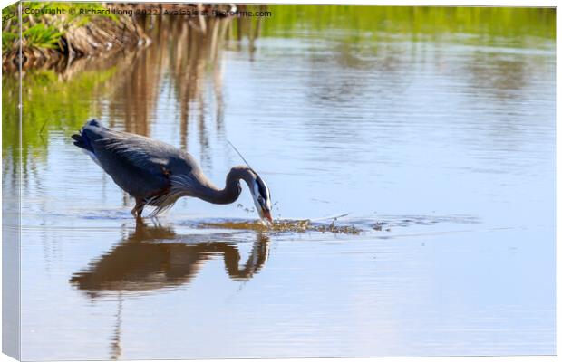 Great Blue Heron Canvas Print by Richard Long