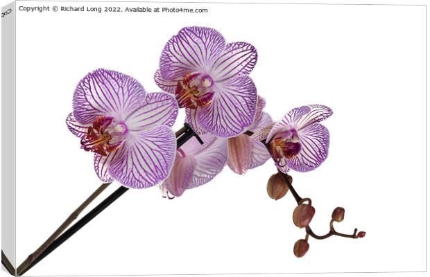 Purple stripe Orchid Canvas Print by Richard Long