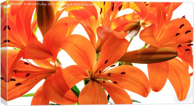 Orange Lilies Canvas Print by Richard Long