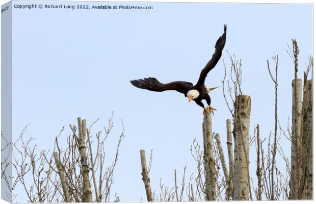 Bald Eagle taking off Canvas Print by Richard Long