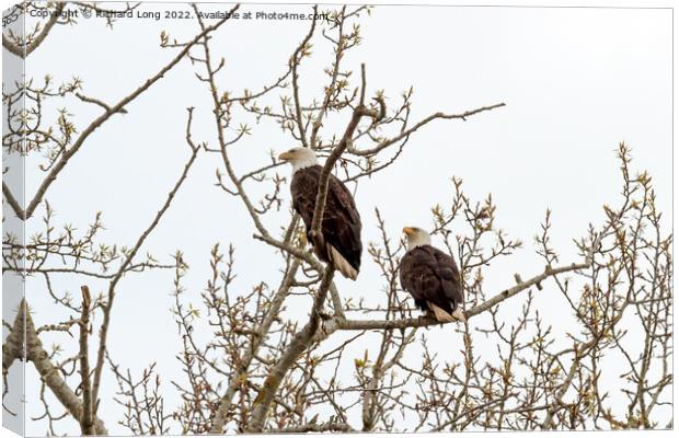 Pair of Bald Eagles perched  Canvas Print by Richard Long