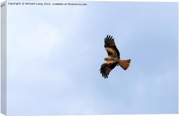 Red Kite bird Canvas Print by Richard Long