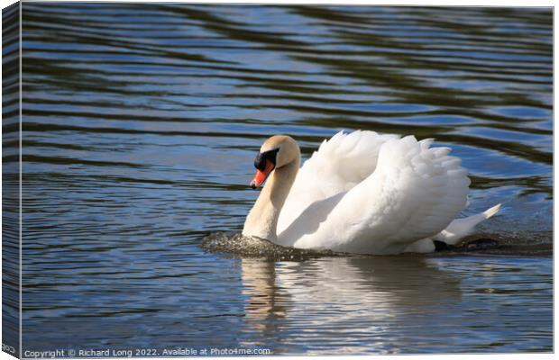 Mute Swan Canvas Print by Richard Long