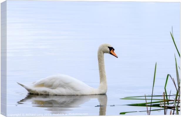 Mute Swan Canvas Print by Richard Long