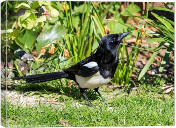 Magpie Canvas Print by Richard Long