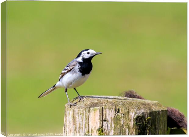 Pied Wagtail  Canvas Print by Richard Long