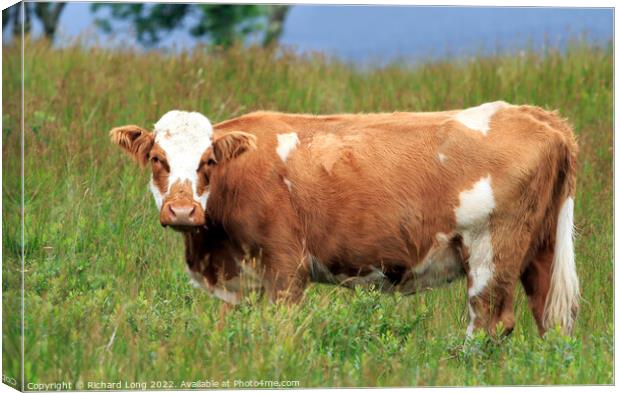 Single Ayrshire cow Canvas Print by Richard Long