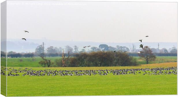 Barnacle Geese Canvas Print by Richard Long