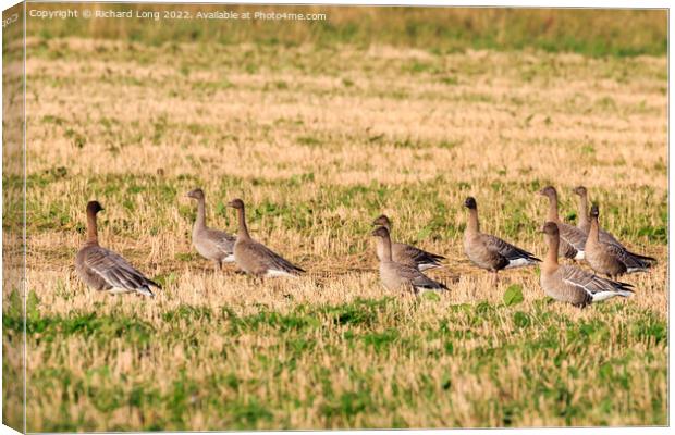 Small flock of Pink Footed Geese Canvas Print by Richard Long