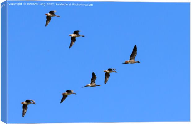 Flock of Pink Footed Geese flying Canvas Print by Richard Long