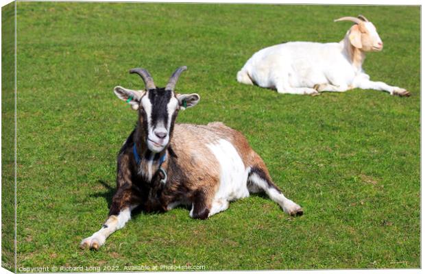 Boer Goat lying down Canvas Print by Richard Long