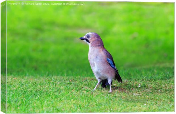 Common jay Canvas Print by Richard Long