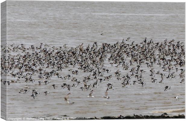 Large flock of Oyster Catchers Canvas Print by Richard Long