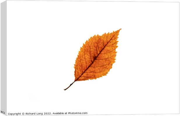 Autumn coloured Beech leaf Canvas Print by Richard Long