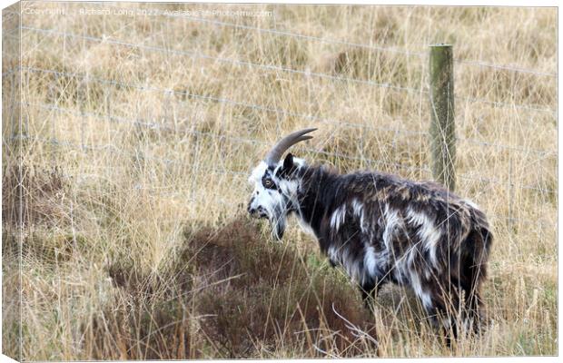 Wild Goat Canvas Print by Richard Long