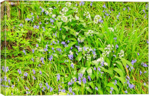 Bluebells and Wild Garlic Canvas Print by Richard Long