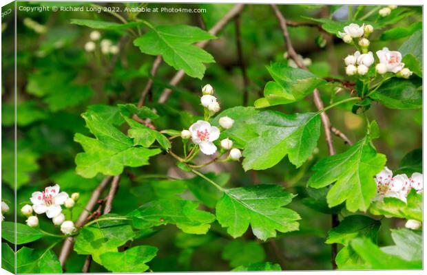 Hawthorn flower Canvas Print by Richard Long